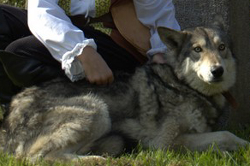 Prestation d'animaux pour une publicité